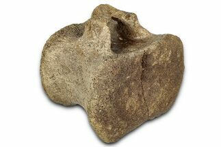 Hadrosaur (Edmontosaurus) Caudal Vertebra - Wyoming #349463