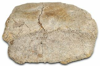 Fossil Hadrosaur Phalanx (Toe) Bone - Wyoming #349475