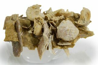 Miniature Fossil Cluster (Ammonites, Brachiopod) - France #349307