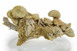 Miniature Fossil Cluster (Ammonites & Brachiopods) - France #349359