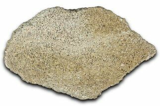 Polished Dinosaur Bone (Gembone) Slab - Morocco #349628