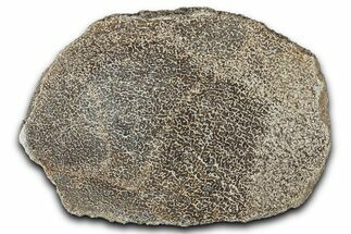 Polished Dinosaur Bone (Gembone) Slab - Morocco #349637