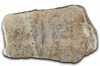 Polished Dinosaur Bone (Gembone) Slab - Morocco #349644