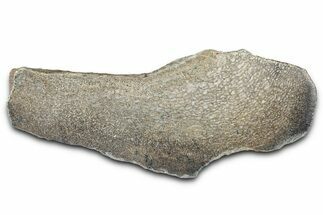 Polished Dinosaur Bone (Gembone) Section - Morocco #349666