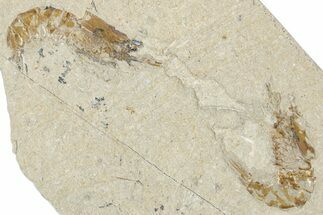 Two Cretaceous Fossil Shrimp - Lebanon #349677