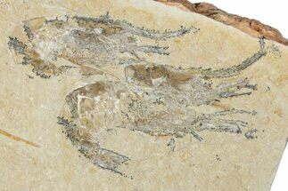 Two Cretaceous Fossil Shrimp - Lebanon #349679