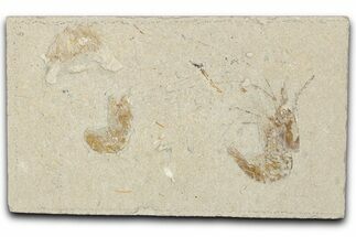 Two Cretaceous Fossil Shrimp - Lebanon #349681