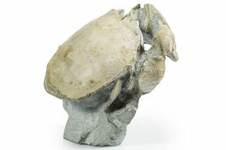 Rare, Oligocene Fossil Raninid Crab - Washington State #349499