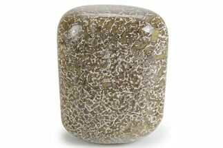 Polished Dinosaur Bone (Gembone) - Morocco #349579