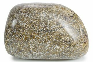 Polished Dinosaur Bone (Gembone) - Morocco #349584