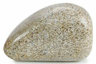 Polished Dinosaur Bone (Gembone) - Morocco #349590