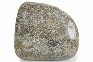 Polished Dinosaur Bone (Gembone) - Morocco #349593