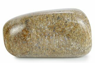 Polished Dinosaur Bone (Gembone) - Morocco #349600