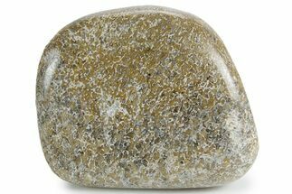 Polished Dinosaur Bone (Gembone) - Morocco #349602