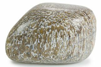 Polished Dinosaur Bone (Gembone) - Morocco #349613