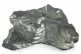 Fossil Seed Fern (Alethopteris) Plate - Pennsylvania #347689