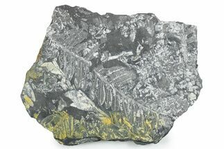 Fossil Seed Fern (Alethopteris) Plate - Pennsylvania #347693