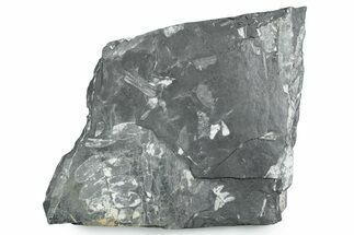 Fossil Seed Fern (Alethopteris & Neuropteris) Plate -Pennsylvania #347701