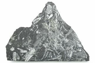 Fossil Seed Fern (Alethopteris) Plate - Pennsylvania #347717