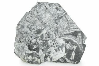 Fossil Seed Fern (Alethopteris) Plate - Pennsylvania #347720