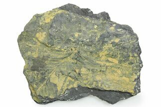 Bargain, Fossil Seed Fern (Alethopteris) Plate - Pennsylvania #347723