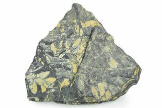 Fossil Seed Fern (Alethopteris) Plate - Pennsylvania #347727