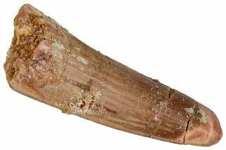 Juvenile Fossil Spinosaurus Tooth - Real Dinosaur Tooth #348692