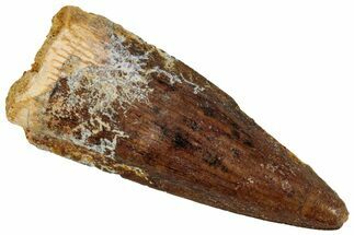 Juvenile Fossil Spinosaurus Tooth - Real Dinosaur Tooth #348707