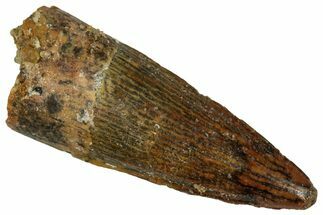 Juvenile Fossil Spinosaurus Tooth - Real Dinosaur Tooth #348709