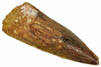 Juvenile Fossil Spinosaurus Tooth - Real Dinosaur Tooth #348716