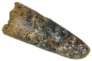 Juvenile Fossil Spinosaurus Tooth - Real Dinosaur Tooth #348721