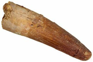 Juvenile Fossil Spinosaurus Tooth - Real Dinosaur Tooth #348724