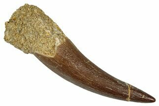 Fossil Plesiosaur (Zarafasaura) Tooth - Morocco #349820