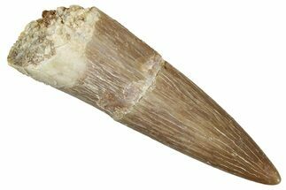 Fossil Plesiosaur (Zarafasaura) Tooth - Morocco #349875