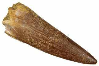 Fossil Plesiosaur (Zarafasaura) Tooth - Morocco #349876