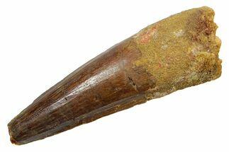Fossil Spinosaurus Tooth - Real Dinosaur Tooth #349751