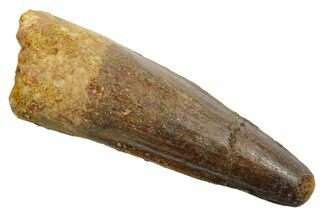 Fossil Spinosaurus Tooth - Feeding Worn Tip #349762