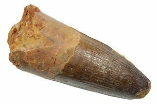 Fossil Spinosaurus Tooth - Feeding Worn Tip #349778