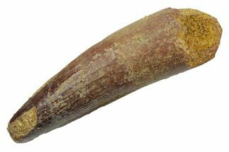 Fossil Spinosaurus Tooth - Real Dinosaur Tooth #349783