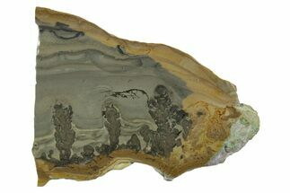 Triassic Aged Stromatolite Fossil - England #349905
