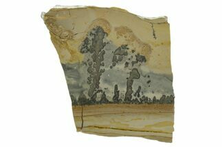 Triassic Aged Stromatolite Fossil - England #349922