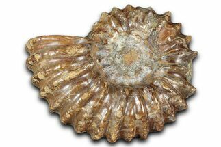Bumpy Ammonite (Douvilleiceras) Fossil - Madagascar #343817