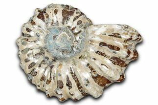 Bumpy Ammonite (Douvilleiceras) Fossil - Madagascar #343818