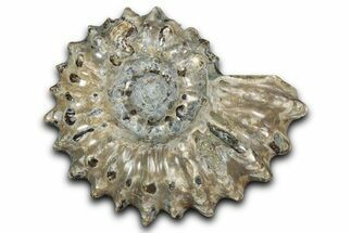 Bumpy Ammonite (Douvilleiceras) Fossil - Madagascar #343824