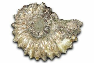 Bumpy Ammonite (Douvilleiceras) Fossil - Madagascar #343835