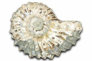 Bumpy Ammonite (Douvilleiceras) Fossil - Madagascar #343836