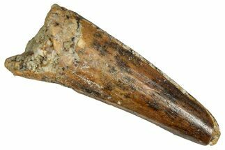 Juvenile Fossil Spinosaurus Tooth - Real Dinosaur Tooth #348706