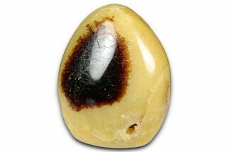 Free-Standing, Polished Septarian - Madagascar #349898