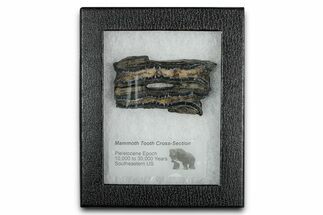 Mammoth Molar Slice With Case - South Carolina #349952