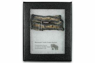 Mammoth Molar Slice With Case - South Carolina #349953